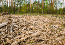 Règlement « déforestation » : un an supplémentaire pour s’y conformer